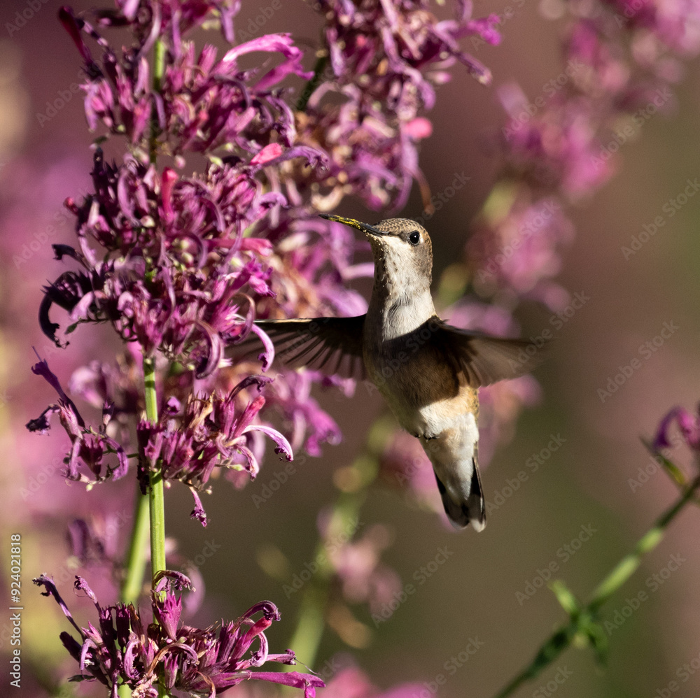 hummingbird and flowers