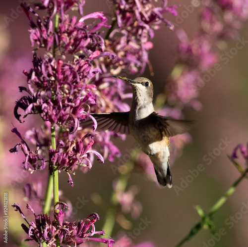 Obraz na płótnie hummingbird and flowers w salonie