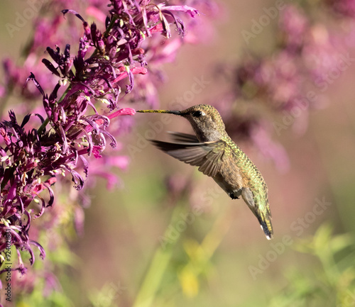 Obraz na płótnie hummingbird and flowers w salonie