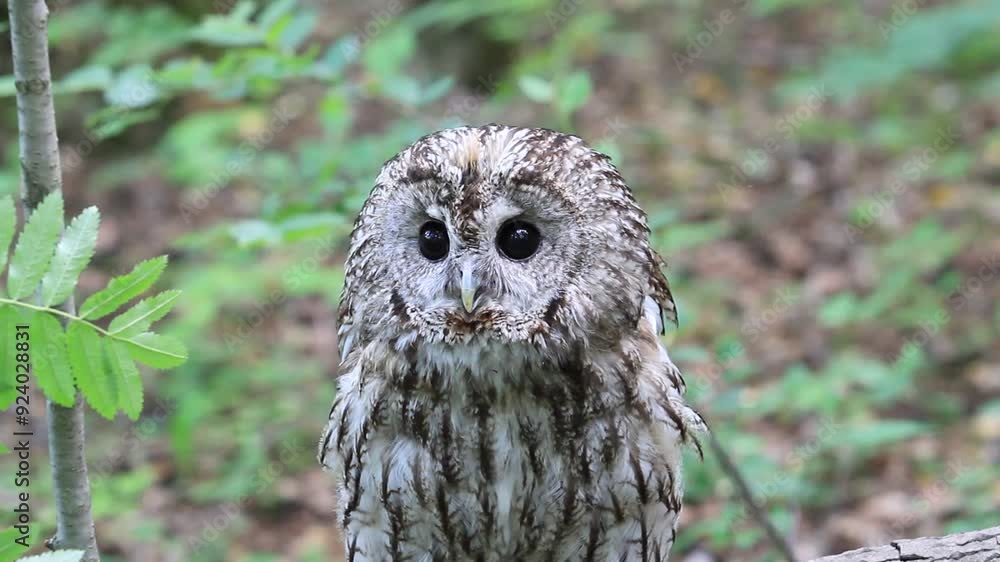 Tawny owl in summer forest (Strix aluco) Tawny owl in summer forest (Strix aluco)