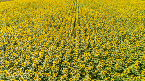 Aerial Perspective of a Vibrant Blooming Sunflower Field in Summer