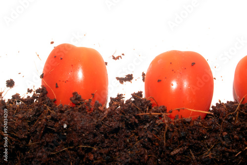 Close Up of Ripe Tomatoes Growing in Fresh Soil on a White Background photo