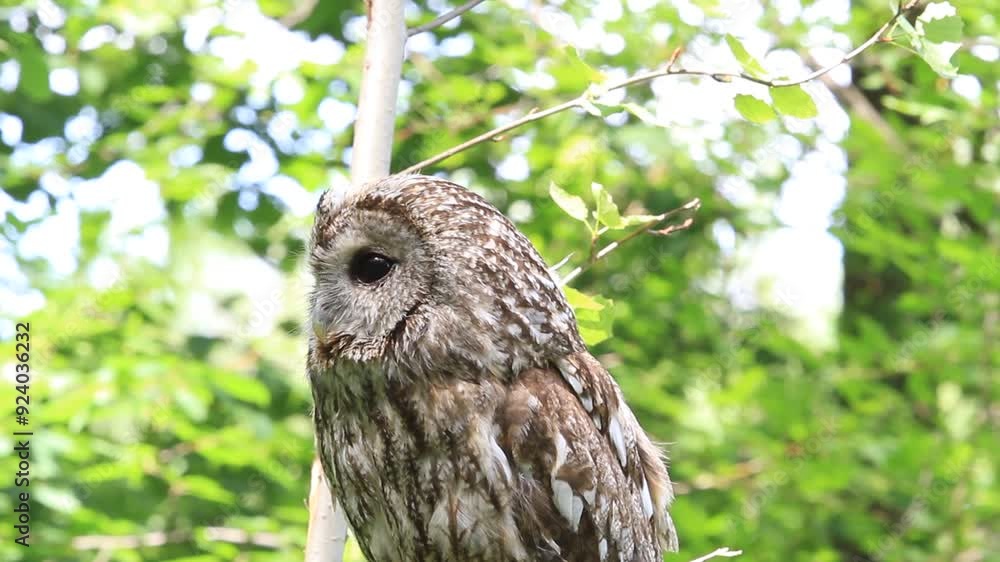 Tawny owl in summer forest (Strix aluco) Tawny owl in summer forest (Strix aluco)