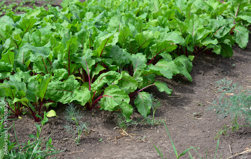 a field of lettuce with green leaves isolated in the garden 