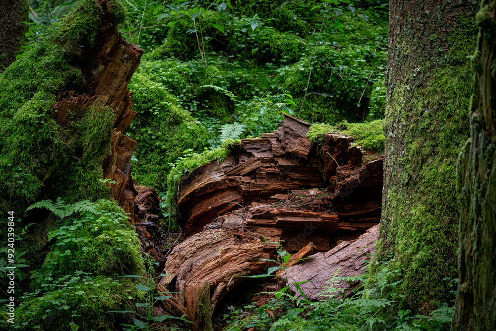 Fallen tree with grass and moss in the forest Fallen tree with grass and moss in the forest