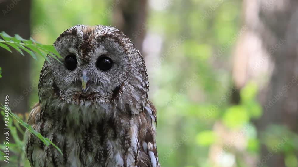 Tawny owl in summer forest (Strix aluco) Tawny owl in summer forest (Strix aluco)