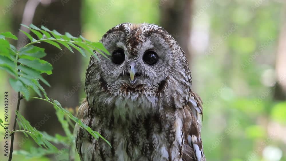 Tawny owl in summer forest (Strix aluco) Tawny owl in summer forest (Strix aluco)