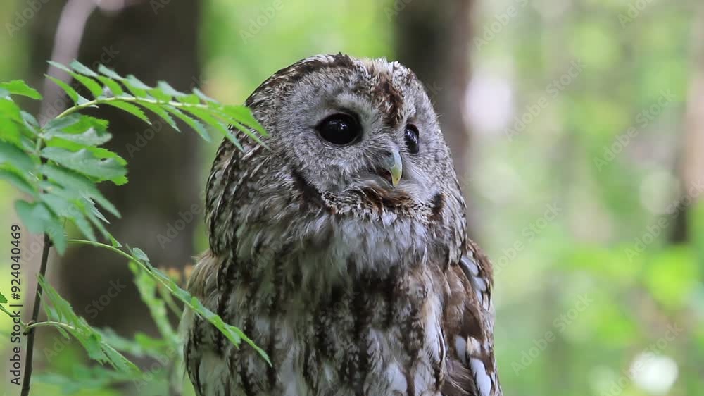 Tawny owl in summer forest (Strix aluco) Tawny owl in summer forest (Strix aluco)