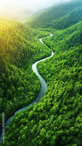 Aerial of a dense forest with a winding river cutting through the greenery, sunlight casting long shadows from the tall trees