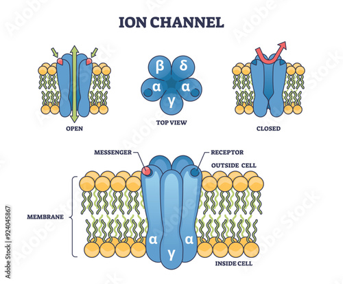 Ion channels as membrane proteins with pore structure outline diagram. Labeled educational scheme with messenger, receptor in open and closed states vector illustration. Anatomical cellular closeup.