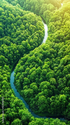 Aerial of a dense forest with a winding river cutting through the greenery, sunlight casting long shadows from the tall trees