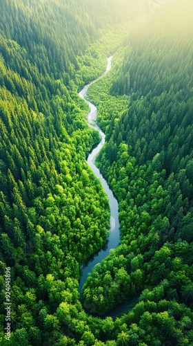 Aerial of a dense forest with a winding river cutting through the greenery, sunlight casting long shadows from the tall trees