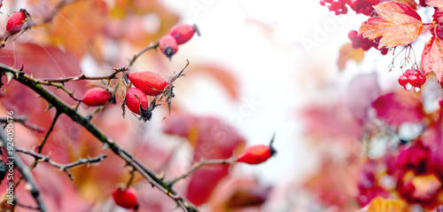 Rosehip bush and viburnum bush with red berries and red berries in autumn photo