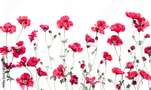 Wallpaper Mural PNG Vibrant red flowers on white Torontodigital.ca