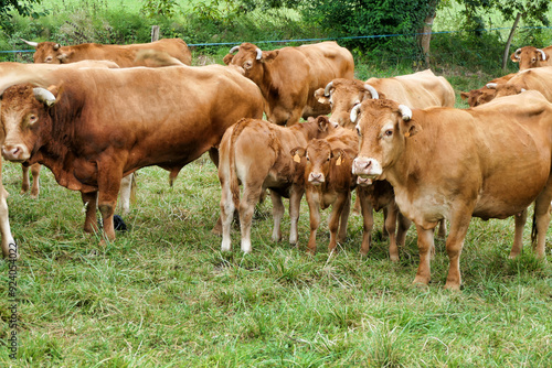 Small herd of Limousin cows seen in a French field 