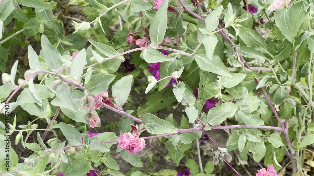 Bloemenvideo van pluktuin in Putten Bloemenvideo van pluktuin in Putten