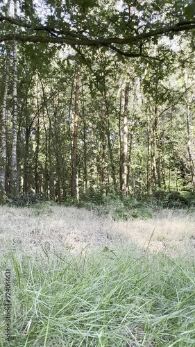 groen in de provincie Gelderland photo