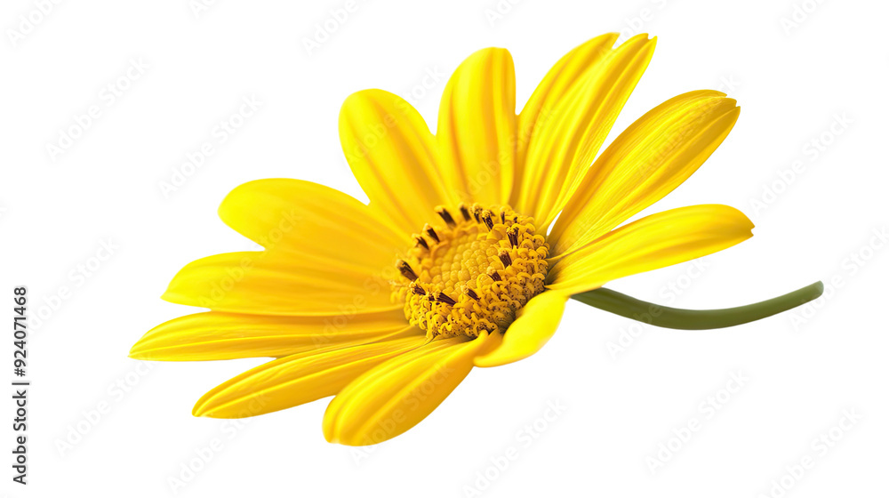 Fototapeta premium Yellow flower transparent background
