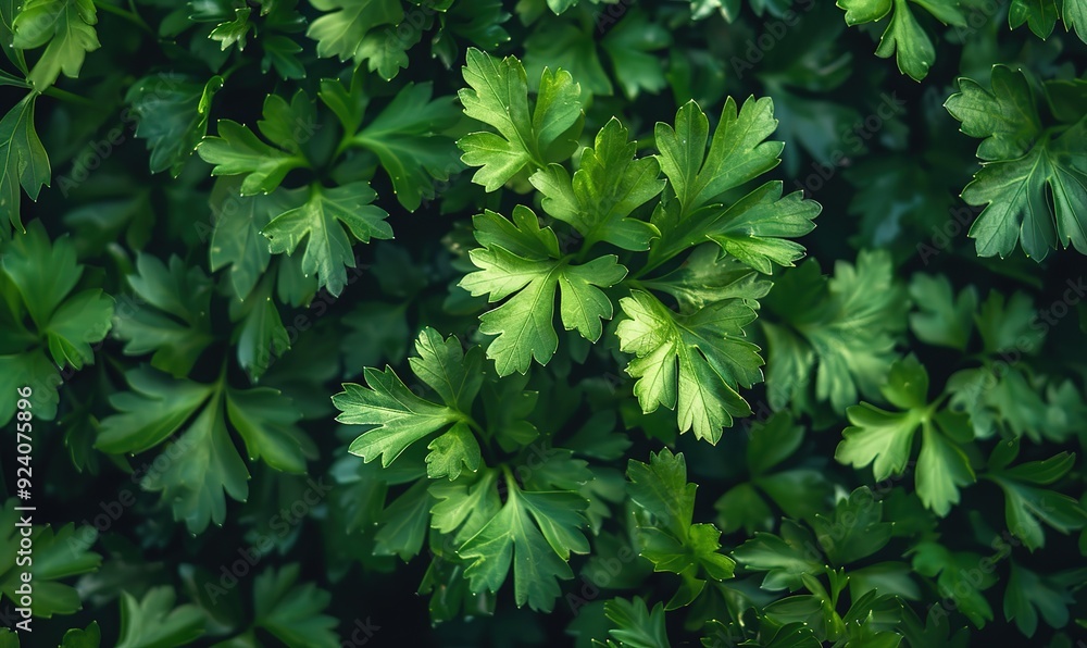 A detailed view of lush green leaves, suitable for botanical or environmental uses parsley A detailed view of lush green leaves, suitable for botanical or environmental uses parsley
