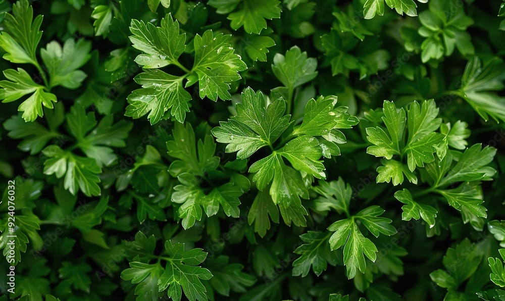 A detailed view of lush green leaves, suitable for botanical or environmental uses parsley A detailed view of lush green leaves, suitable for botanical or environmental uses parsley
