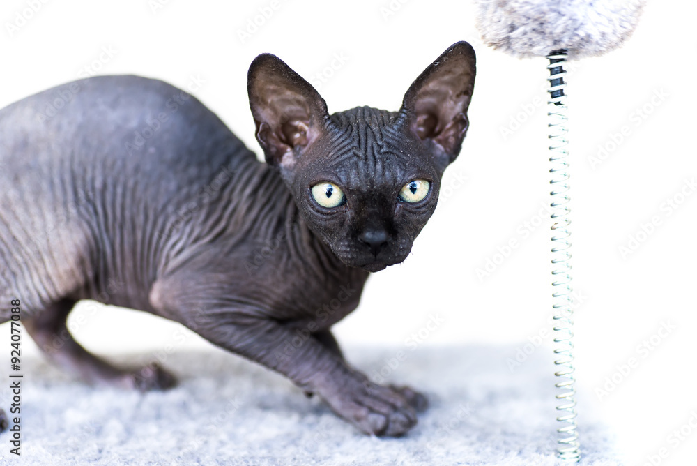 bald sphinx cat looking at the camera close-up on white background bald sphinx cat looking at the camera close-up on white background