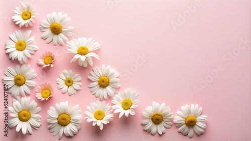 White daisies arranged on a soft pink background for a minimal floral design. Generative AI