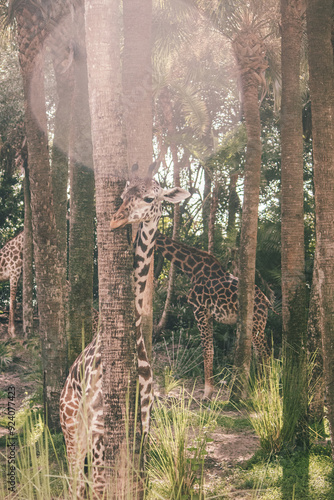 Photography giraffe in the wild