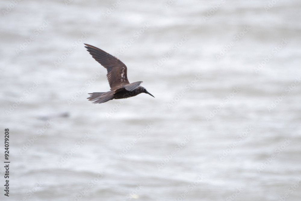 lesser noddy or Anous tenuirostris near Elephanta Island Maharashtra, India lesser noddy or Anous tenuirostris near Elephanta Island Maharashtra, India