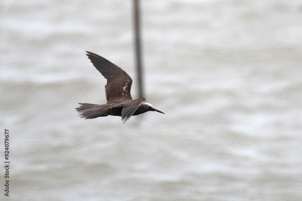 lesser noddy or Anous tenuirostris near Elephanta Island Maharashtra, India lesser noddy or Anous tenuirostris near Elephanta Island Maharashtra, India