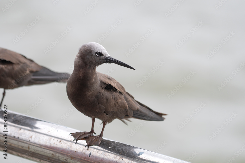 lesser noddy or Anous tenuirostris near Elephanta Island Maharashtra, India lesser noddy or Anous tenuirostris near Elephanta Island Maharashtra, India