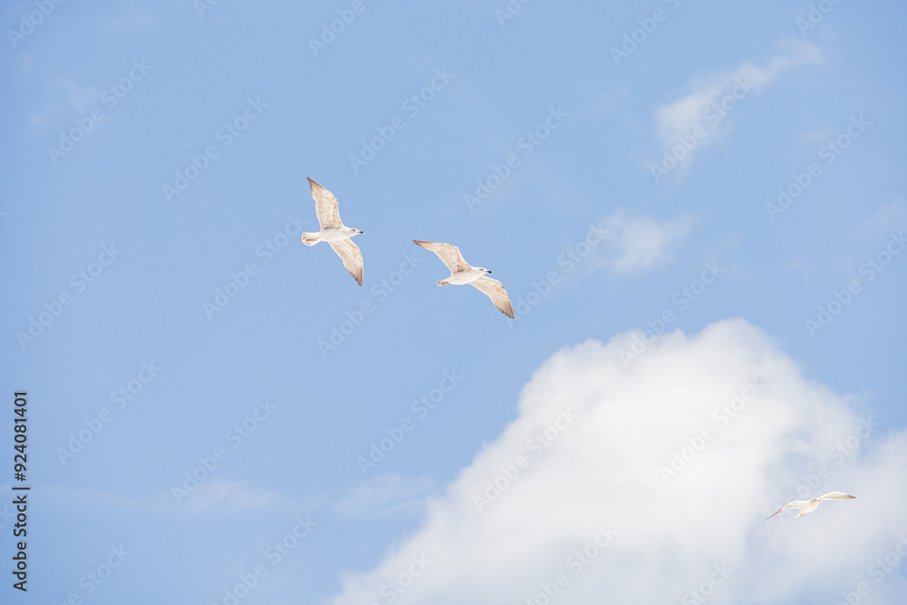 Fototapeta premium birds in the sky