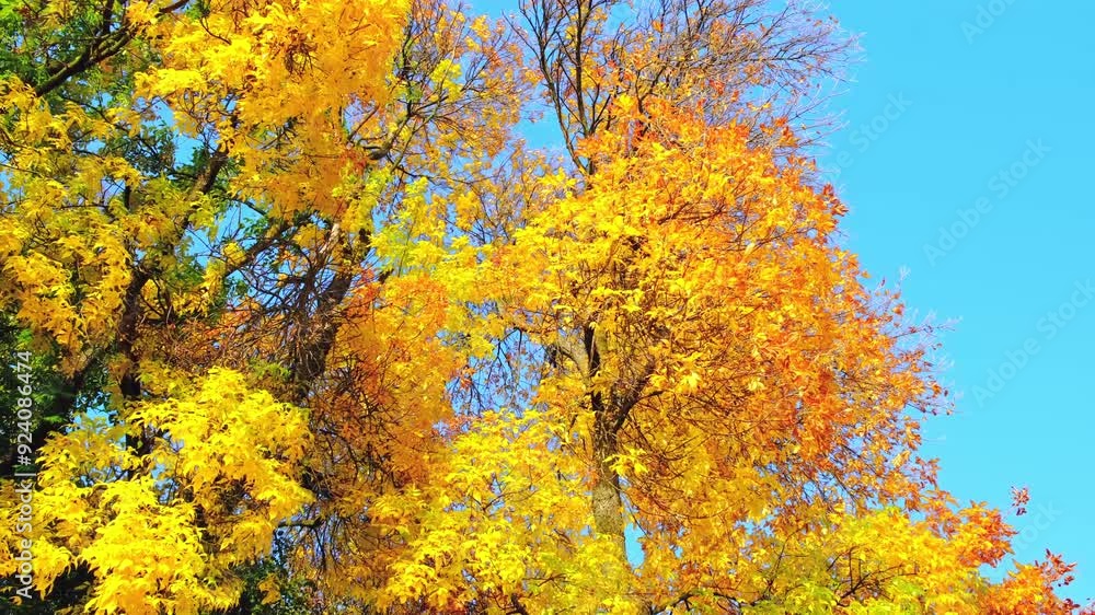 Ash tree branch with yellow leaves in autumn on blue sky background. Bright colors. Beauty in nature. October colors. Tree top. Fall season. Warm sunny weather concept. Natural texture. Golden park Ash tree branch with yellow leaves in autumn on blue sky background. Bright colors. Beauty in nature. October colors. Tree top. Fall season. Warm sunny weather concept. Natural texture. Golden park