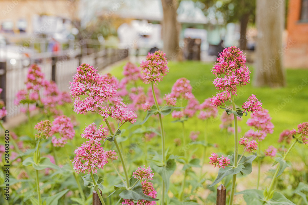 Obraz premium flowers in the garden