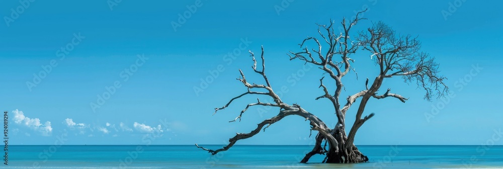Tree Skeleton Against Ocean Backdrop Tree Skeleton Against Ocean Backdrop
