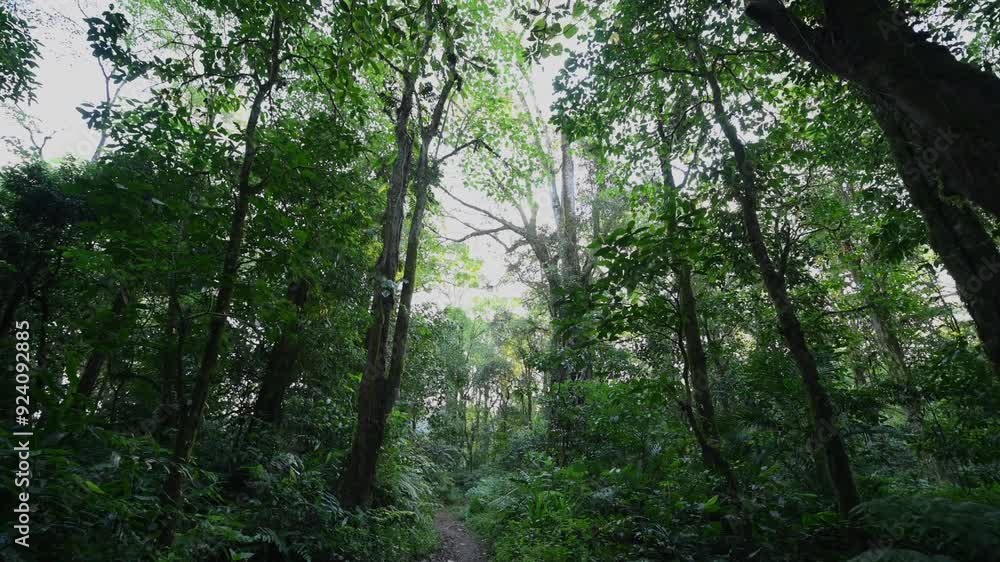 Beautifully pathway meanders through lush and vibrant greenery Beautifully pathway meanders through lush and vibrant greenery