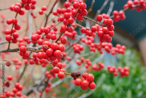 red berries on a branch, natural plants background