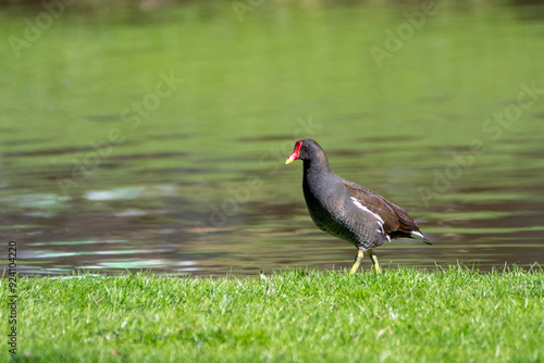 A common moorhen, (Gallinula chloropus), walking on a lush green grassy area beside a calm body of water. 