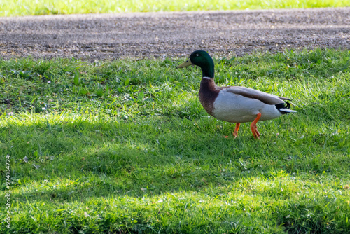 A mallard duck with a distinctive glossy green head, a white neck ring, a chestnut-brown chest, and a grey body, standing on vibrant green grass. 