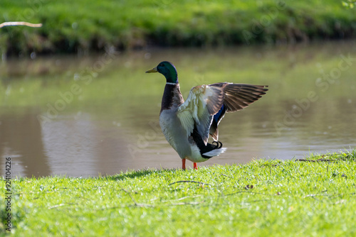 A male mallard duck with its wings extended, as if it is stretching or about to take flight. 