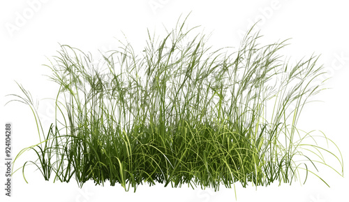 Grass field prairie vector illustration, wild meadow landscape drawing, grassy plains Field 