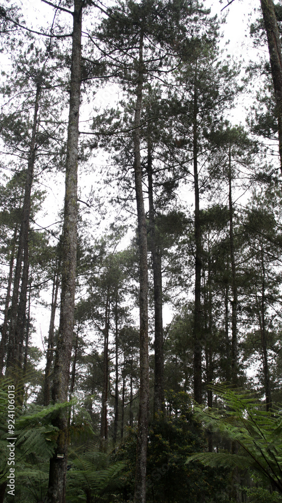 Fototapeta premium Serene Forest with Tall Pine Trees and Ferns in a Lush Green Forest Captured on a Cloudy Day in Nature