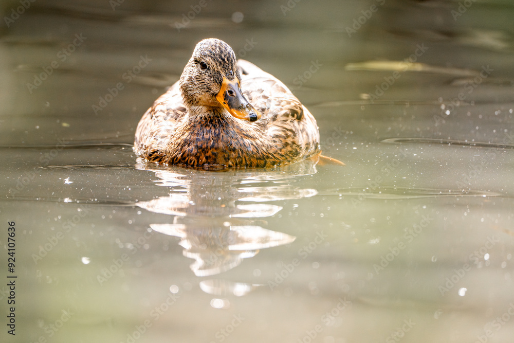 Fototapeta premium duck bird in the pond beautiful light animal
