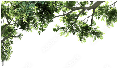 Natural big tree leafs branches foreground, Beautiful foreground tree, vector illustration, lush green oak tree with sprawling branches on clear bg, 3d rendering transparent background