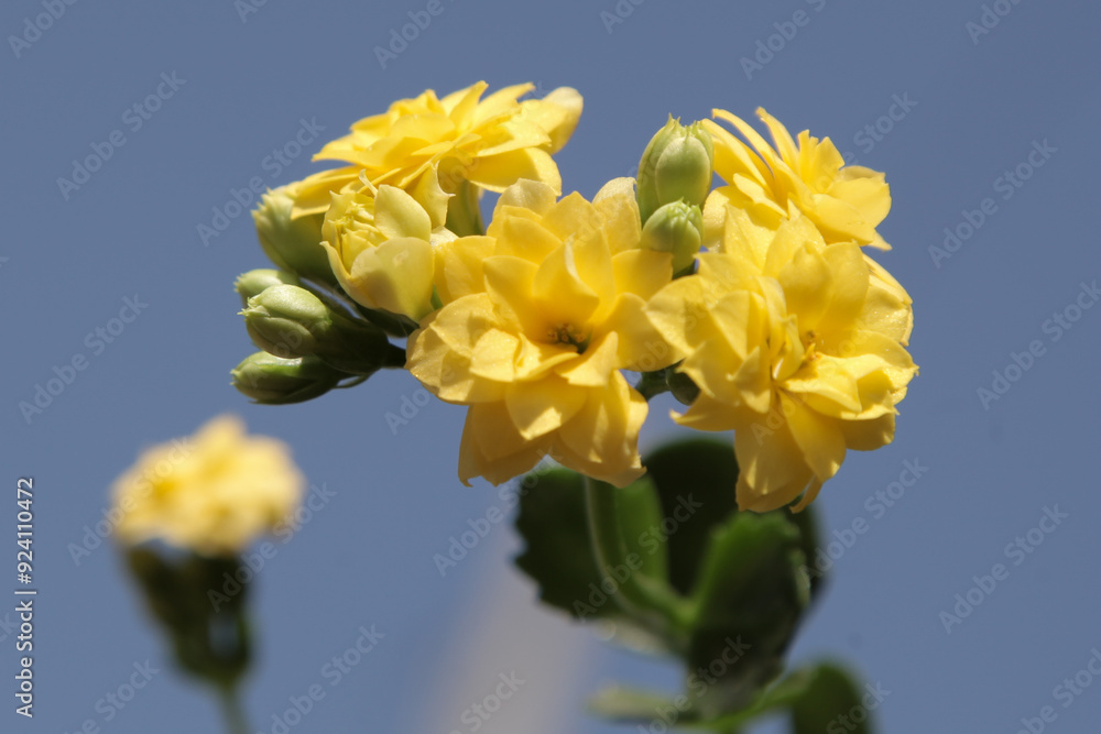 Fototapeta premium Flor-da-fortuna nome científico kalanchoe blossfeldiana
