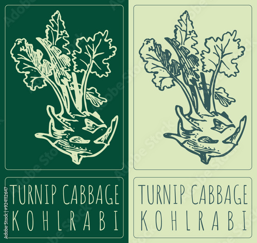 Vector drawing TURNIP CABBAGE. Hand drawn illustration. Latin name is KOHLRABI.
