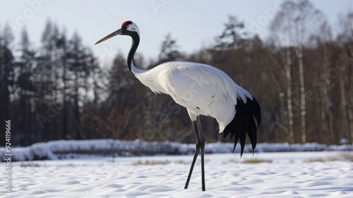 Kushiro s Akan International Crane Center photo