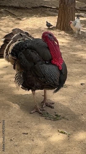 A turkey struts around a bird enclosure, displaying its colorful feathers and adding a lively presence to the outdoor space.