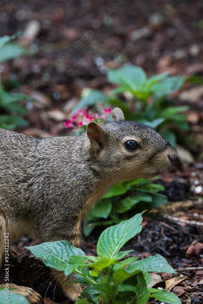 Fototapeta premium Squirrel close-up