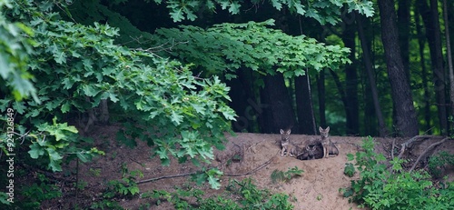 Foto Coyote puppies peaking out of the den looking right at the camera,
