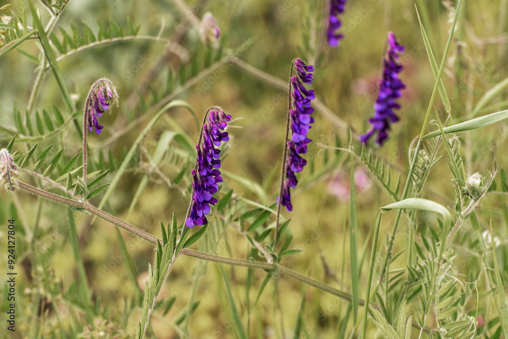 Vicia villosa, the hairy vetch, fodder vetch or winter vetch Vicia villosa, the hairy vetch, fodder vetch or winter vetch